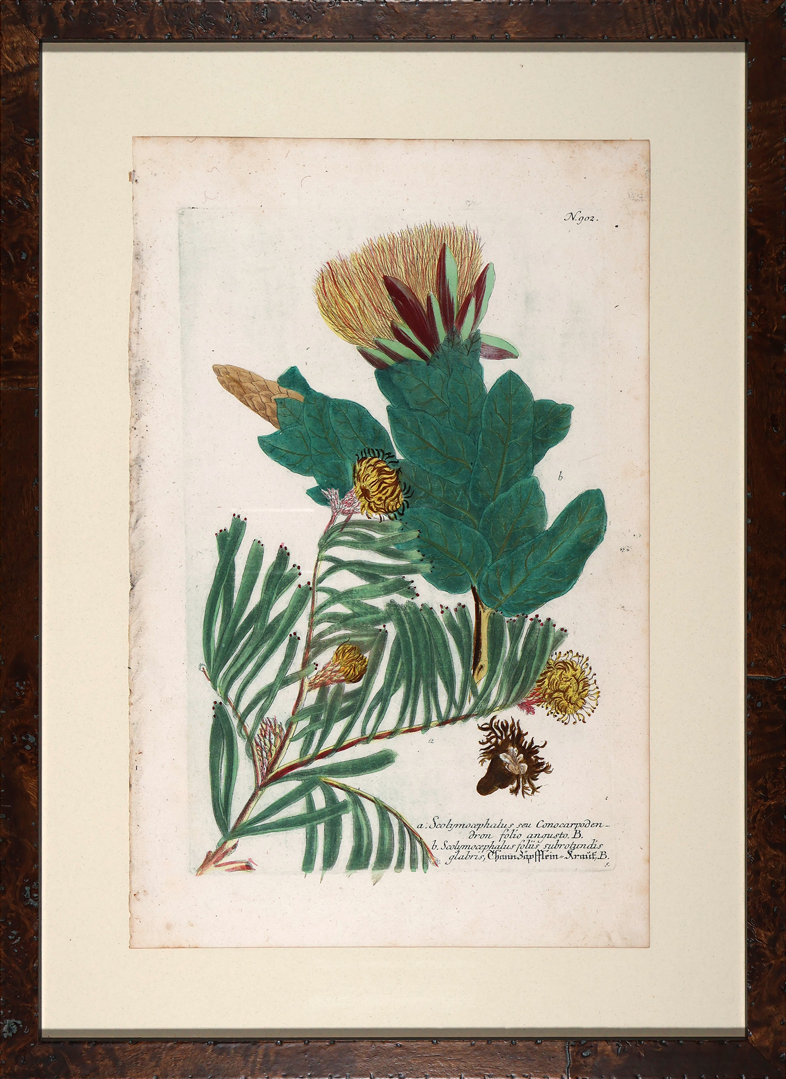 Weinmann Floated Burl 726